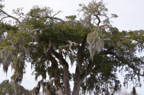 January 11, 2013 #246 - Mossy Tree