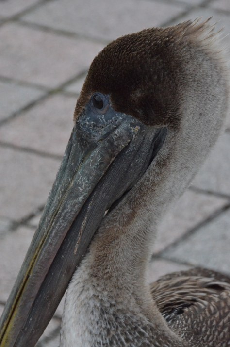 January 12, 2013 #247 - Real Brown Pelican
