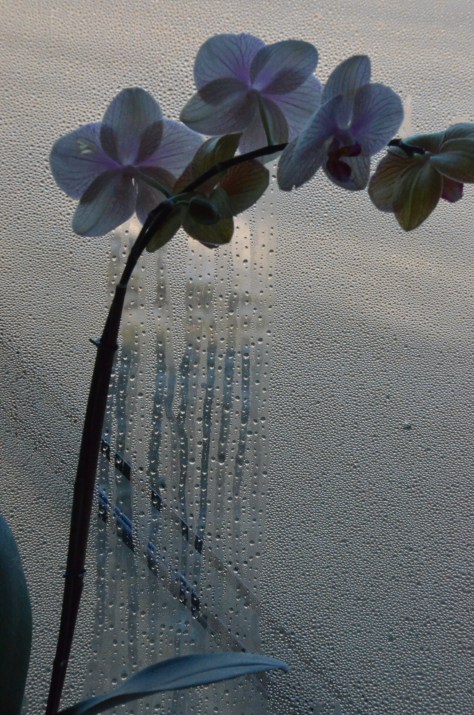 January 18, 2013 #253 - Window dew