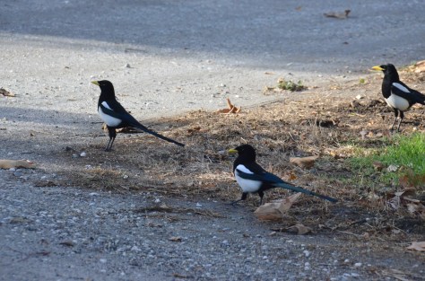 November18, 2012 #193 - Birds a San Benito Park