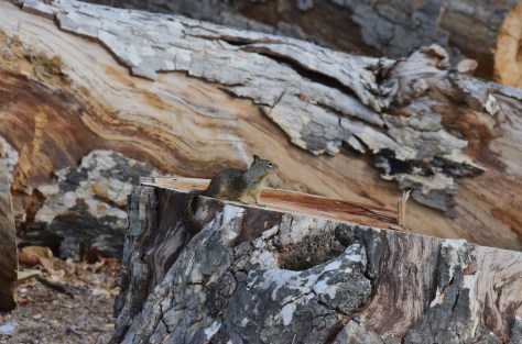 November 20, 2012 #195 - Mr. Squirrel