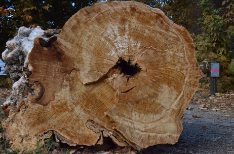 November 21, 2012 #196 - Tree rings, San Benito campground