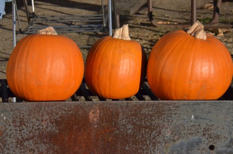 November 24, 2012 #199 - Pretty pumpkins