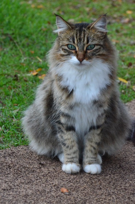 November 26, 2012 #201 - Stray Cat at Morgan Hill