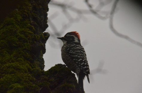 December 21, 2012 #225 - Woodpecker