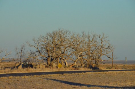 December 28, 2012 #232 - Lonely tree in Texas