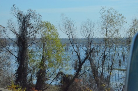 December 30, 2012 #234 - Louisiana swamp 