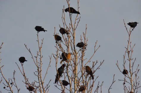 December 31, 2012 #235 - Birds of a feather, Gautier,Mississippi