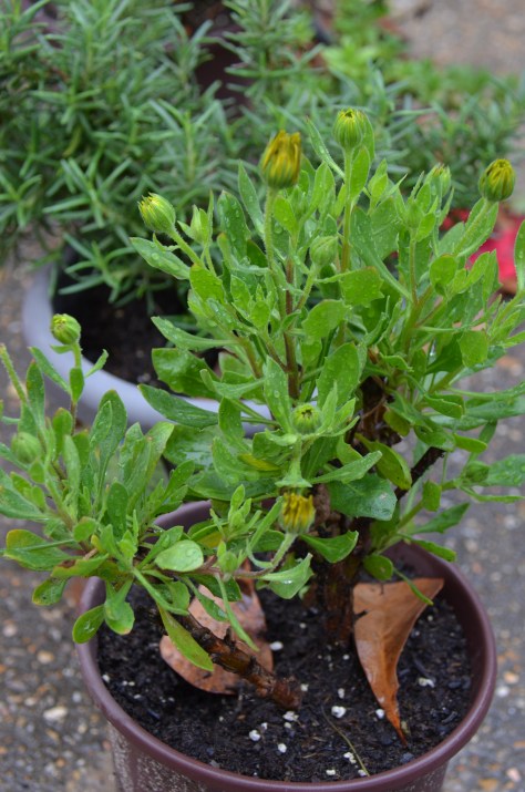 February 11, 2013 #277 - Flowers trying to bloom