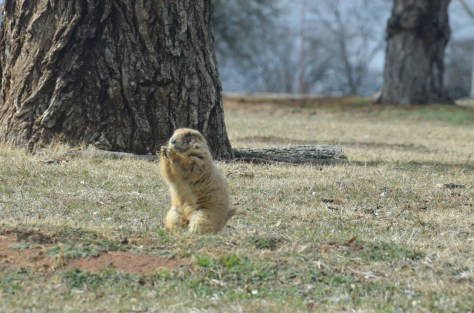 February 21, 2013 #286 - Prairie Dog 