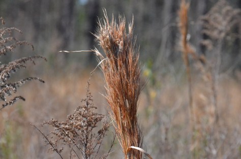 March 12, 2013 #305 - Natures art