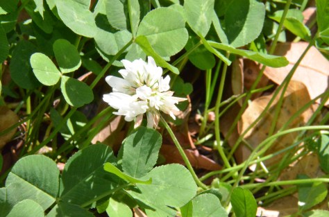 March 13, 2013 #306 - Weeds in the grass