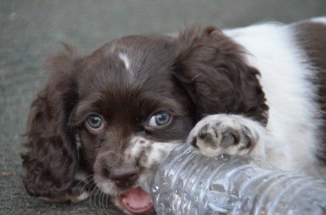 March 14, 2013 #307 - Ms. Lucy...too cute