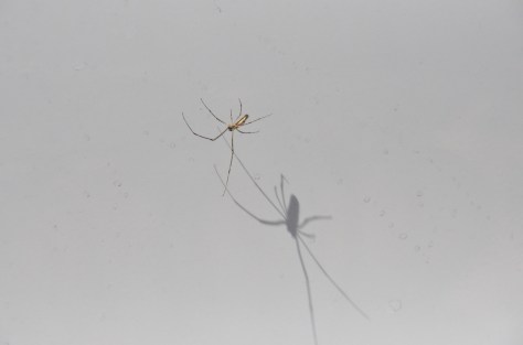 March 15, 2013 #308 - Spider and shadow