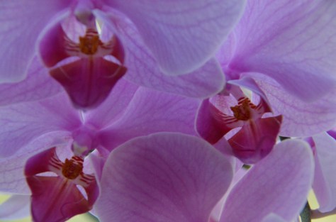 March 21, 2013 #314 - Amazing orchids