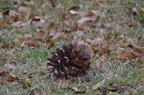 March 22, 2013 #315 - Pinecone