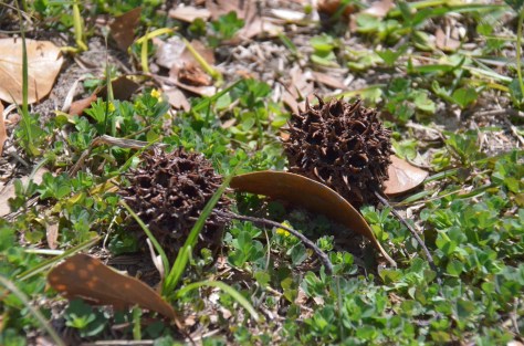 March 24, 2013 #317 - These fall from the trees in Mississippi