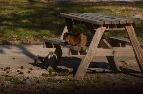 March 29, 2013 #322- Squirrel and Julia