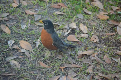 March 4, 2013 #297 - Robin