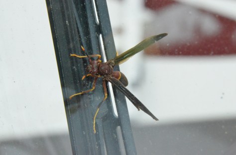 March5, 2013 #298 - Big Bug...yuck