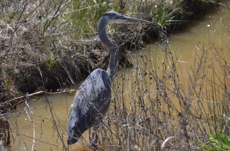 March 7, 2013 #300 - Herrin