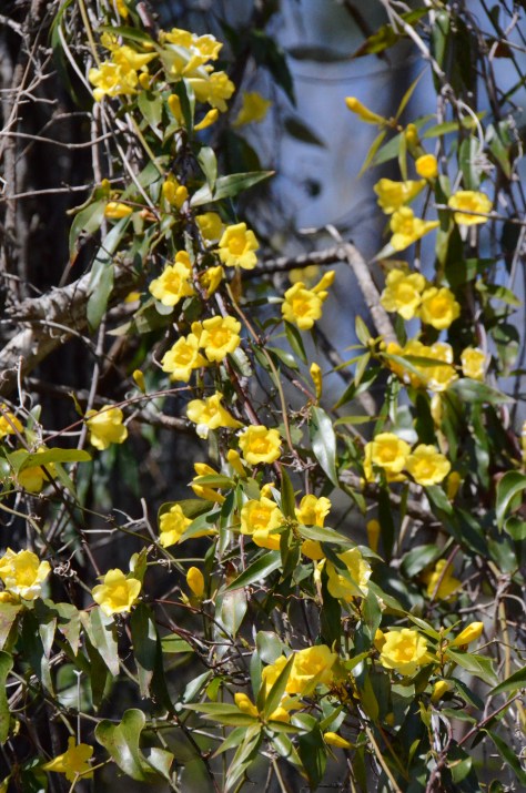 March 8, 2013 #301 - Spring flowers