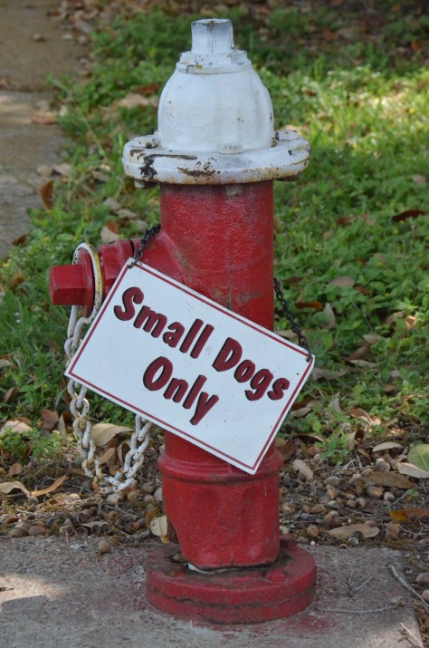 April 1, 2013 #325 - Dog hydrant