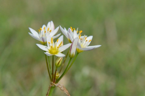 April 5, 2013 #329 - Beautiful weed