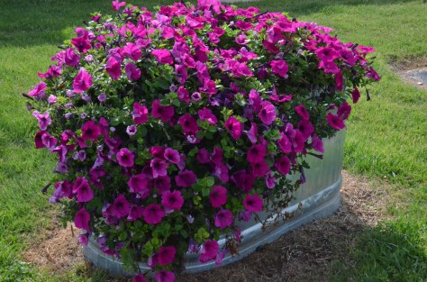 April 7, 2013 #331 - Bucket of flowers