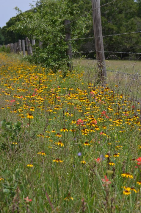May 10, 2013 #364 - Texas Wildflowers