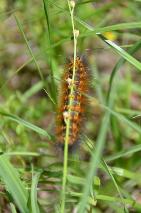May 3, 2013 #357 - Woolly caterpillar 