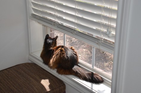 May 8, 2013 #362 - Julia enjoying the view at the Vets office