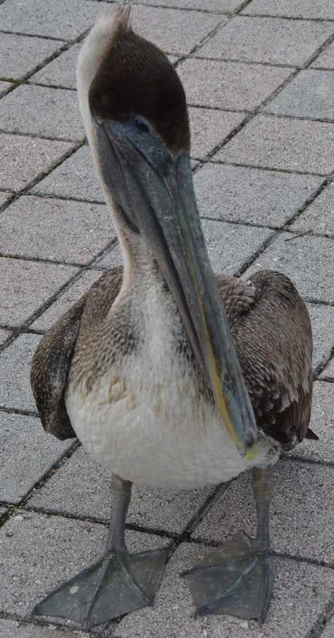 Brown Pelican