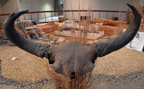 this was one big buffalo