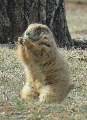 Prairie Dog