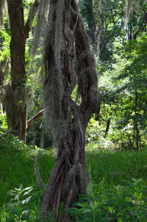 Interesting tree...can't help myself....love trees