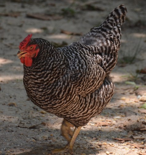 One of the farm chickens cruising around
