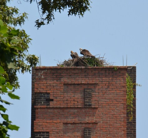 The Osprey nest