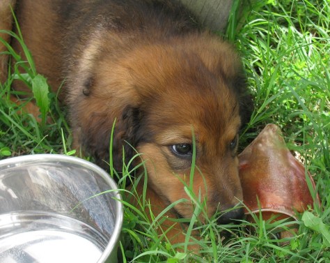 Abigail enjoying a chew toy