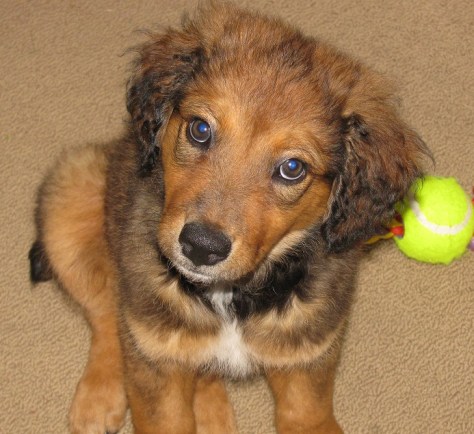 Abigail 10 weeks old