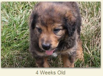 Abigail at 4 weeks old.