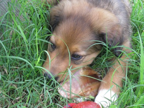 Sarah enjoying the chew toy