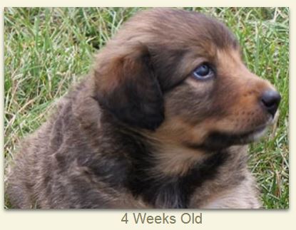 Sarah at 4 weeks old.