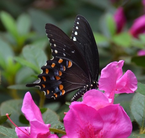 Beautiful butterfly
