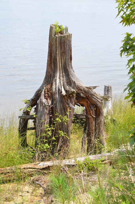 I love interesting trees