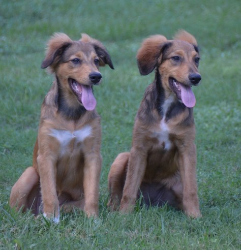 Finally...a photo with the both sitting pretty...love them so much