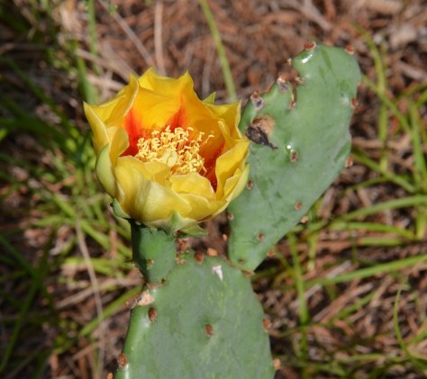 The flower would open when it was in the sun.